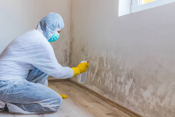 Licensed Mold Inspection service in Enola, PA - WQB Mold Removal